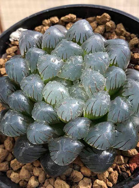 OB1冰灯玉露多肉植物水晶十二卷组合办公桌室内盆栽容易净化空气