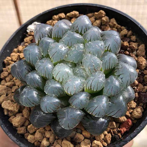 OB1冰灯玉露多肉植物水晶十二卷组合办公桌室内盆栽容易净化空气