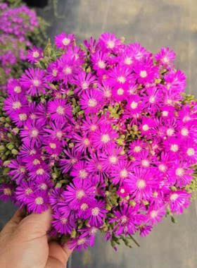 枝干番杏多肉植物盆栽花卉