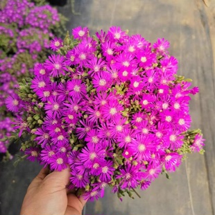 枝干番杏碧光环多肉植物盆栽小兔子肉肉办公桌室内高档花卉防辐射