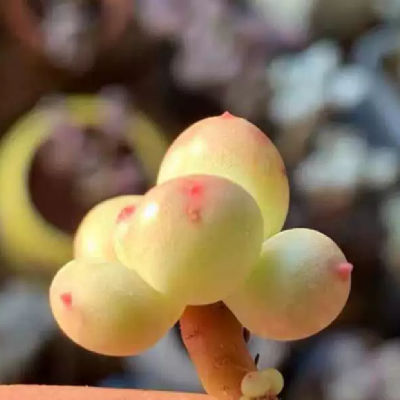 韩版苹果奶酪三日月美人香水奶多肉植物组合套餐室内阳台迷你盆栽