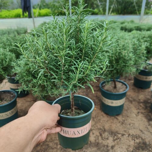 新鲜可食用迷迭香香草绿植盆栽煎牛排扒香料室内阳台驱蚊驱虫