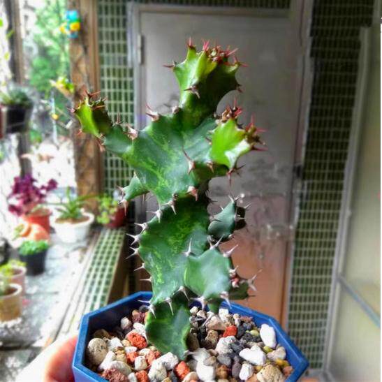特选南非稀有AloeRich鳞茎芦荟图片