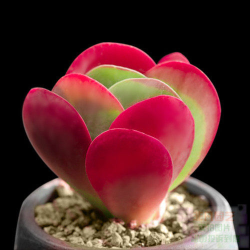 老桩唐印锦多肉植物盆栽绿植花卉