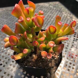 老桩吸财树多肉植物盆栽筒叶花月肉肉阳台客厅绿植防辐射净化空气