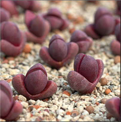 紫帝玉元宝番杏科生石花多肉植物盆栽屁屁花口笛妖玉无比玉肉锥,鲜花速递/花卉仿真/绿植园艺,多肉植物,淘宝优惠券,粉丝福利购,淘宝优惠卷