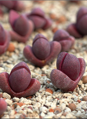 紫帝玉元宝番杏科生石花多肉植物盆栽屁屁花口笛妖玉无比玉肉锥