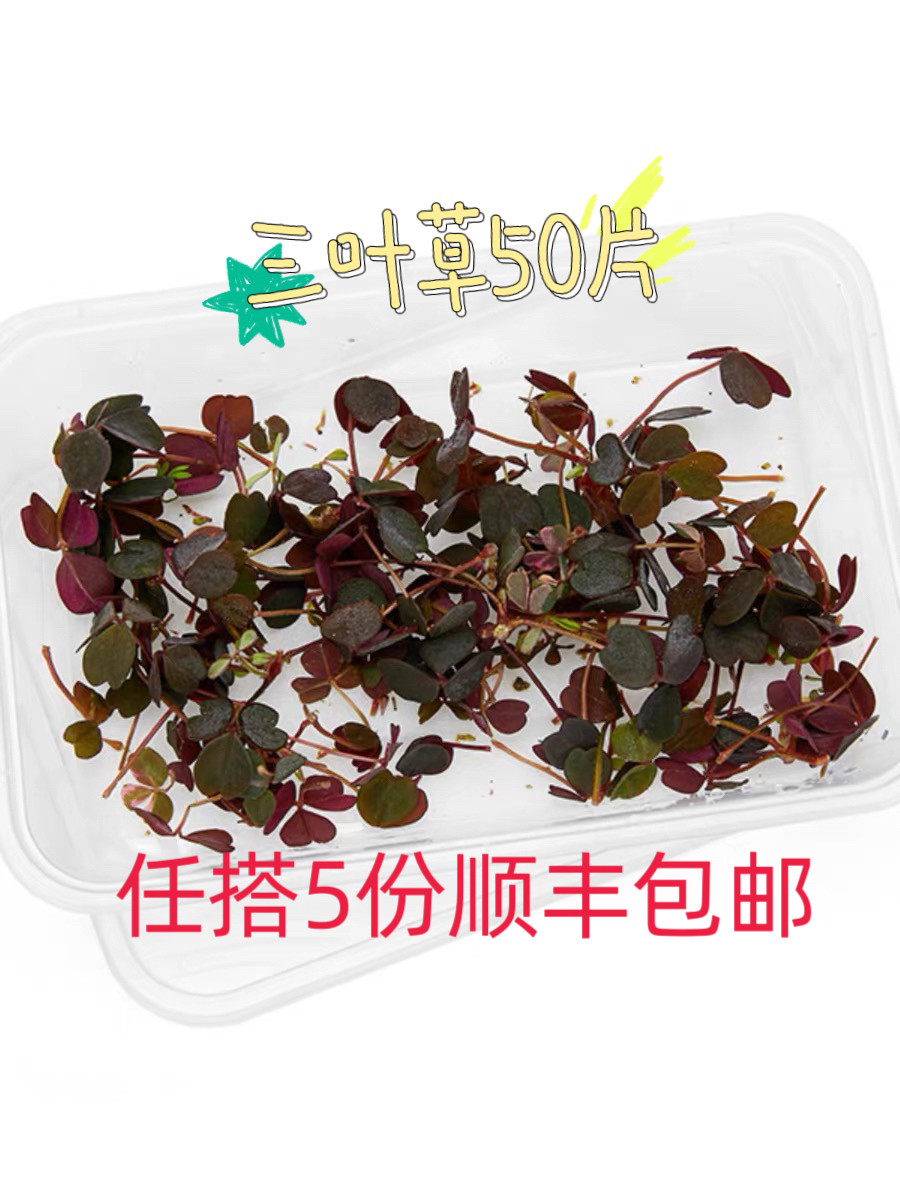新品 新鲜三叶草 醡浆草 熔岩酢浆草三叶草 日料西餐装饰摆盘,鲜花速递/花卉仿真/绿植园艺,花材,淘宝优惠券,粉丝福利购,淘宝优惠卷