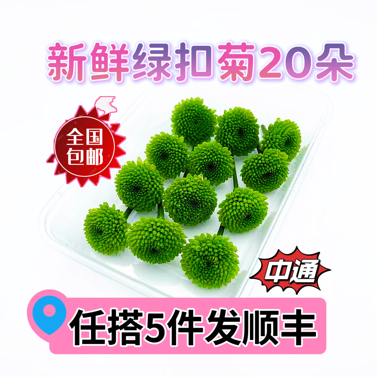 新鲜绿色纽扣菊绿色彩菊迷你彩菊小雏菊西餐酒店摆盘装饰点缀