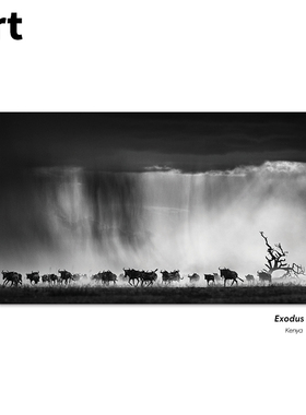 Exodus非洲大迁徙 动物自然摄影 黑色家居客厅书房装饰画巨幅挂画