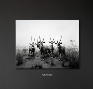 大羚羊Gemsbok杉本博司后现代超现实摄影艺术衍生品 家居装饰挂画