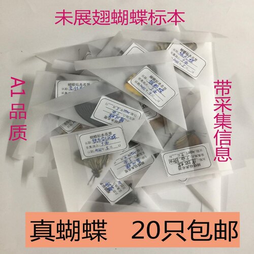 蝴蝶标本未展翅A1/A-学生教学