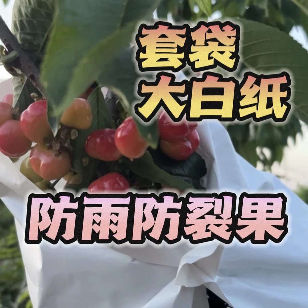 樱桃防雨纸防鸟袋子套袋果纸防裂果大樱桃车厘子白纸