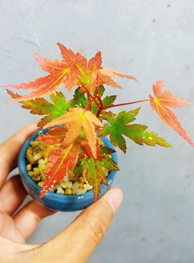 迷你彩叶红枫微景观造景办公室桌面绿植生态缸雨林缸造景