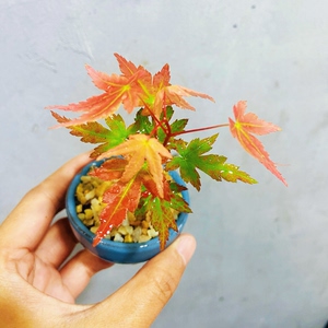 迷你彩叶红枫微景观造景办公室桌面绿植生态缸雨林缸造景