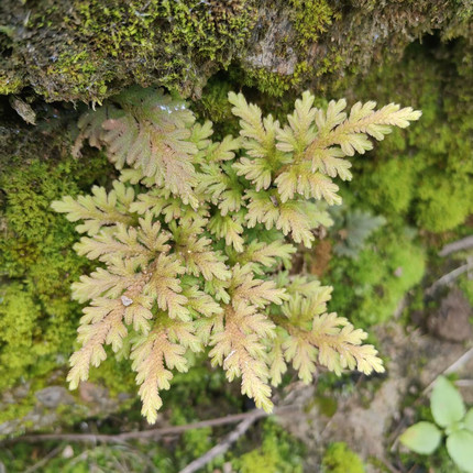 野采江南卷柏苔藓微景观造景办公绿植学生科学观察微植物学生作业