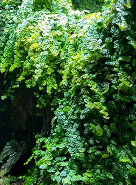 迷你小叶霹荔藤水陆雨林缸造景藤蔓攀爬附生室内霹雳爬藤植物绿植