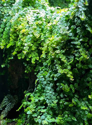 迷你小叶霹荔藤水陆雨林缸造景藤蔓攀爬附生室内霹雳爬藤植物绿植