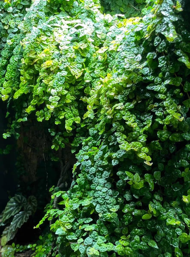 迷你小叶霹荔藤水陆雨林缸造景藤蔓攀爬附生室内霹雳爬藤植物绿植