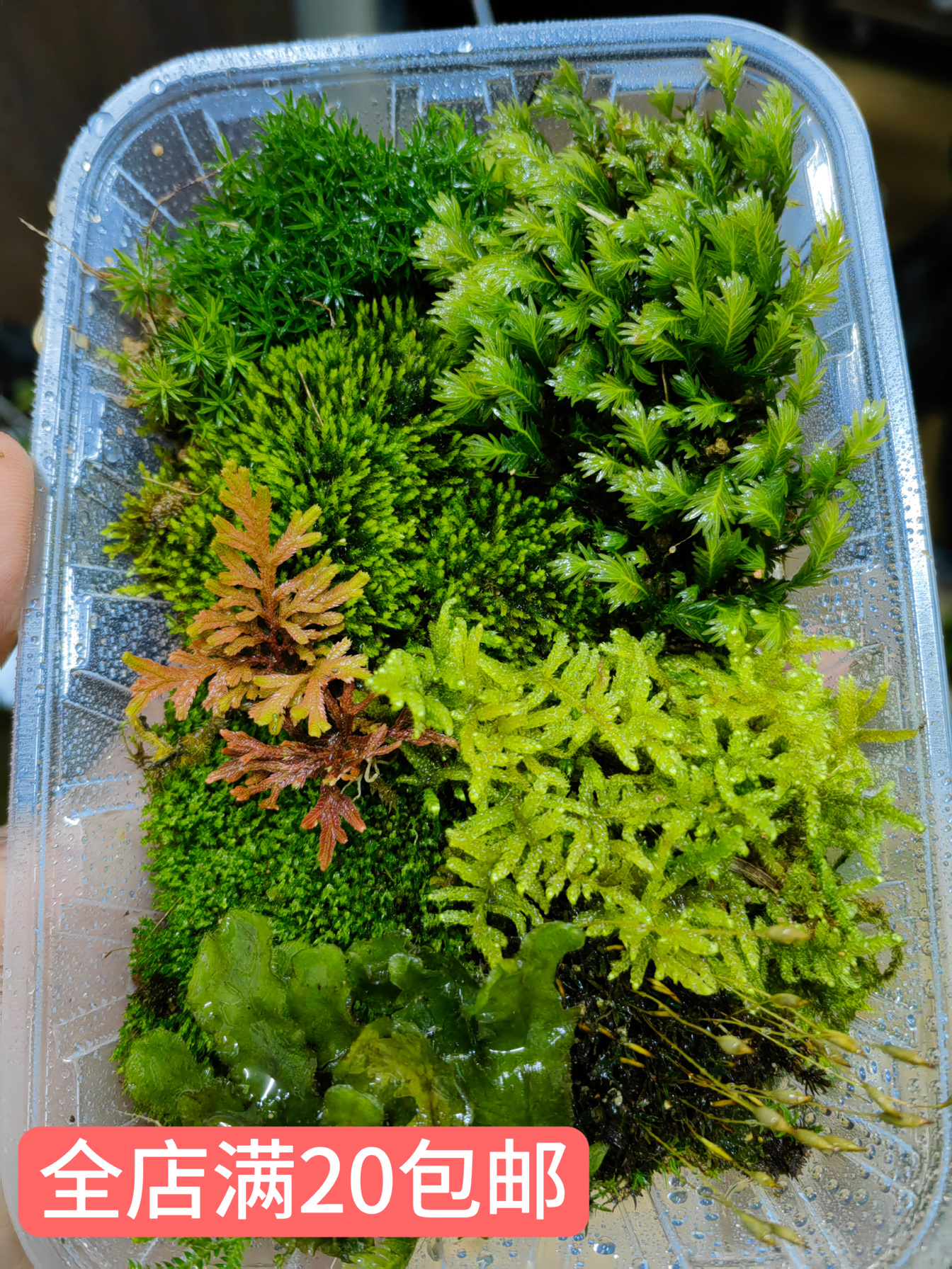 鲜活苔藓拼盘微景观盆景铺面装饰雨林缸水陆缸造景diy 生态瓶造景