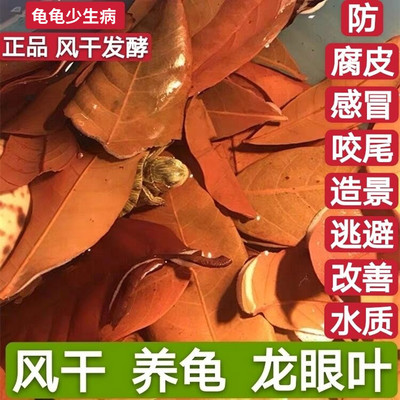 乌龟龙眼叶养龟仿原生态改善水质腐皮应激疾病环境发酵红色龙眼叶