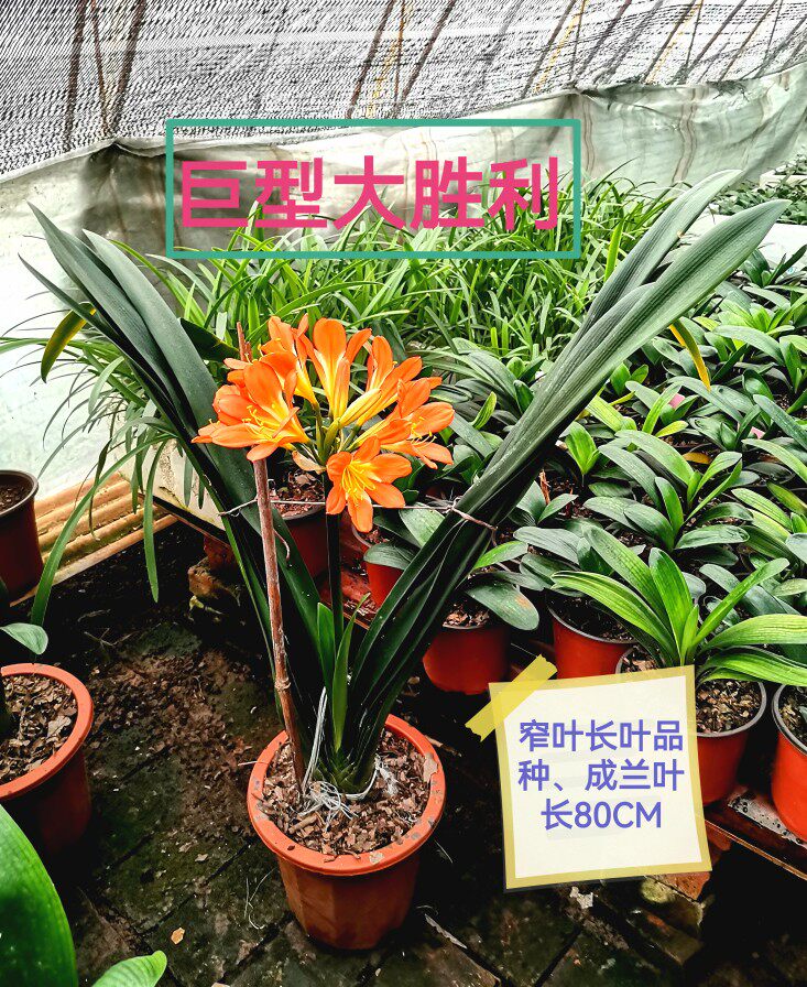 鞍山巨型大胜利君子兰精品窄叶长叶尖头高档高贵客厅办公绿植花苗