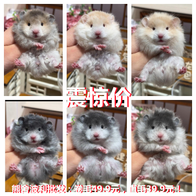 小宠物家养温顺卷毛黑黄波利纹熊金丝熊仓鼠活物富养繁殖