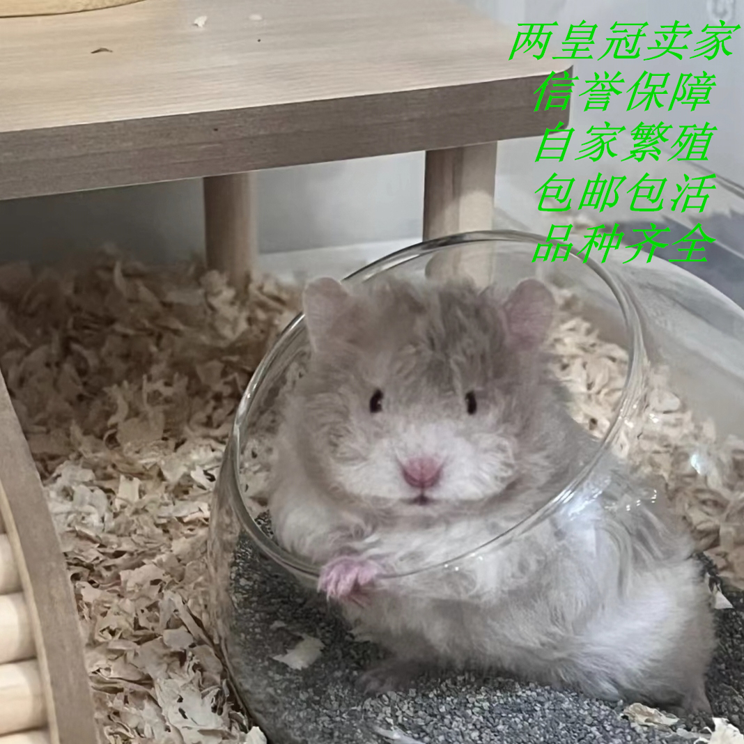 稀有小仓鼠活物自养繁殖波利布丁紫仓三线宠物活体金丝熊一对包活