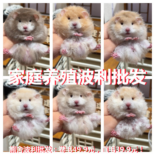 家养卷毛小仓鼠活物富养繁殖紫仓波利鼠幼崽金丝熊情侣广州发货