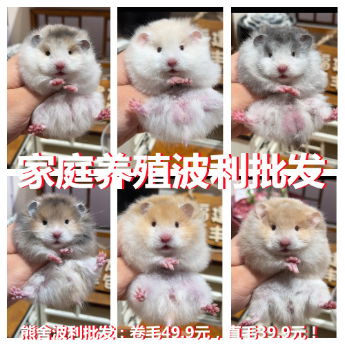 波利纹金丝熊活物卷毛仓鼠家养纯银长毛小宠物无需活体