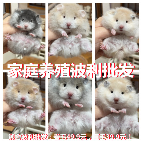 家养卷毛金丝熊波利仓鼠长毛波利金丝熊富养繁殖大体金丝熊