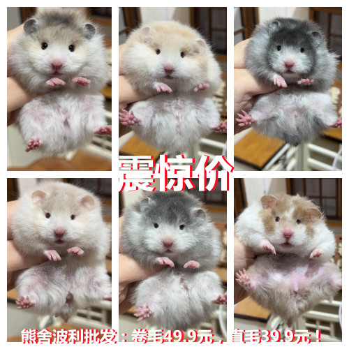 纯家养金丝熊活体包活波利仓鼠活物纯银长毛稀有熊包健康自家繁殖