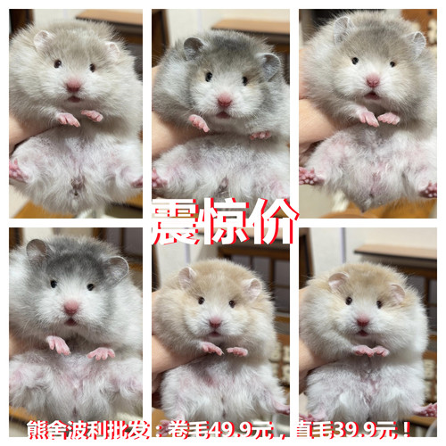 长毛鸽灰蜜波利纹金丝熊仓鼠活物自养繁殖亲人小宠物好养活性格好