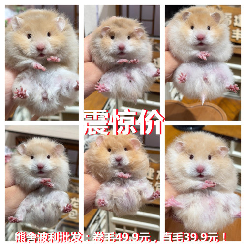 卷毛蜜波利金丝熊黑仓鼠卷毛波利纹熊肉桂波卷家养繁殖巨型金丝鼠