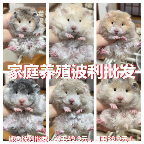 家养金丝熊活体波利小仓鼠小宠活物富养繁殖长毛熊波利宠物鼠包活