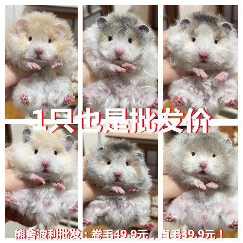 小仓鼠活物三线银狐紫仓波利卷毛鼠长毛金丝熊小宠物宝宝活体公婆