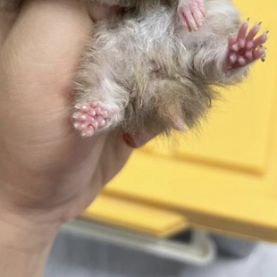 仓鼠活物长毛熊纯银鸽灰黑玻璃黄波利白熊送运输盒家养性格温顺