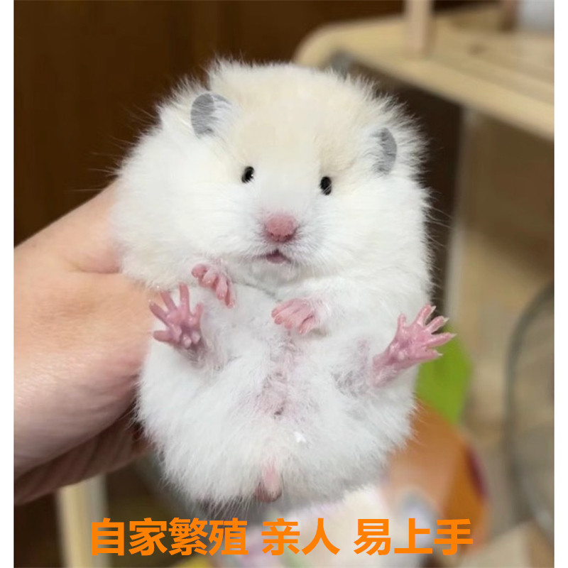 长毛金丝熊可爱纯银丁香稀有巨型杂银米熊白熊宠物仓鼠宝宝活体