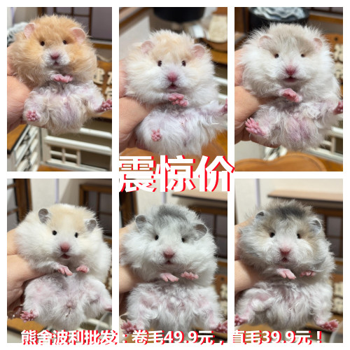 家养卷毛金丝熊巨型仓鼠活物稀有眼线黄黑波利密蓝毛自家繁殖包活