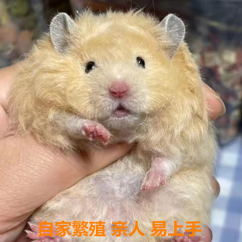 家养室内鼠类纯银金丝熊长毛西施银狐仓鼠小宠物活物活体家养繁殖