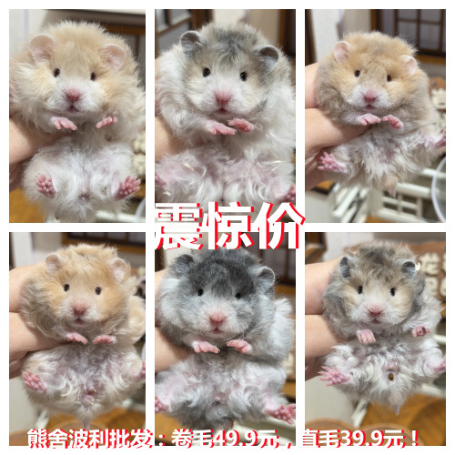 家养稀有精品卷毛蓝波利纹仓鼠 黑波利 卷毛短毛金丝熊 活体幼崽