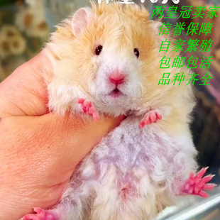 仓鼠活物金丝熊活体侏儒苍鼠三线紫仓布丁银狐小宠自家繁殖卷毛鼠