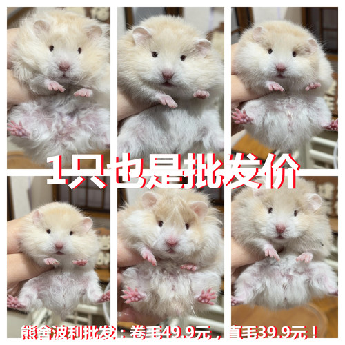 稀有小仓鼠活物富养繁殖波利布丁紫仓三线宠物活体金丝熊一对包活