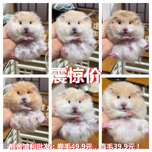 面纹蜜面纹黄色熊卷毛金丝熊卷毛熊稀有巨型家养波利