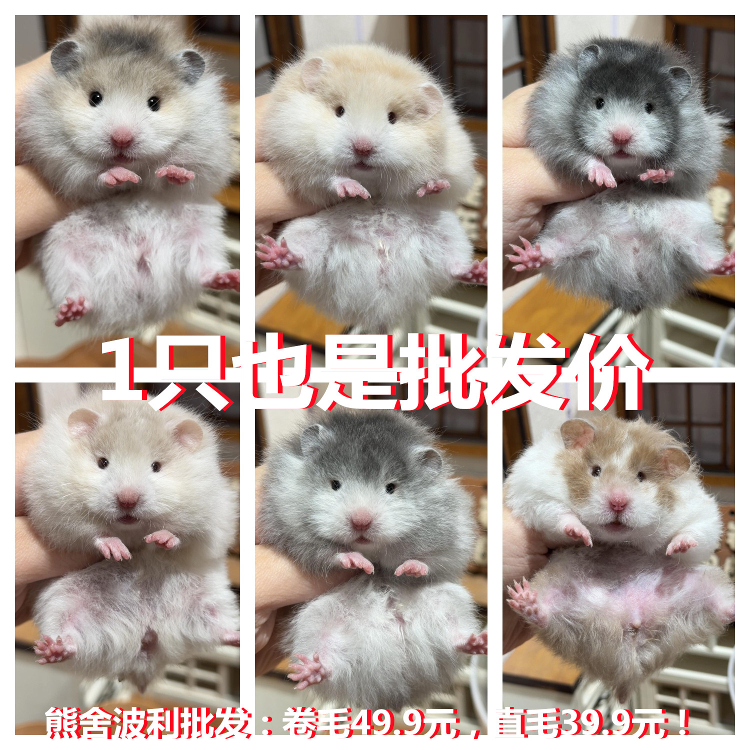稀有长卷毛金丝熊波利纹白熊眼线纯银宠物活体家养可爱温顺包活