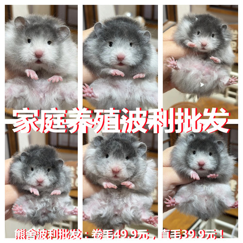 仓鼠活体宠物一只三线波利布丁金丝熊仓鼠宝宝幼崽包活自家繁殖