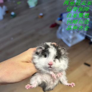 仓鼠活物金丝熊活体侏儒苍鼠三线紫仓布丁波利小宠富养繁殖卷毛鼠