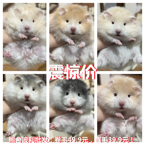 家养卷毛卷毛金丝熊活物富养繁殖稀有卷毛黑火蜜波利纯银鸽灰肉桂