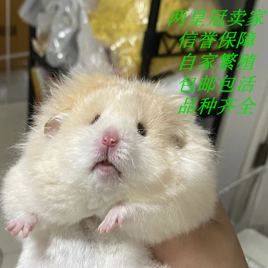 家养长毛黑波利纹金丝熊仓鼠活物自家繁殖室内宿舍宠物金丝鼠活体