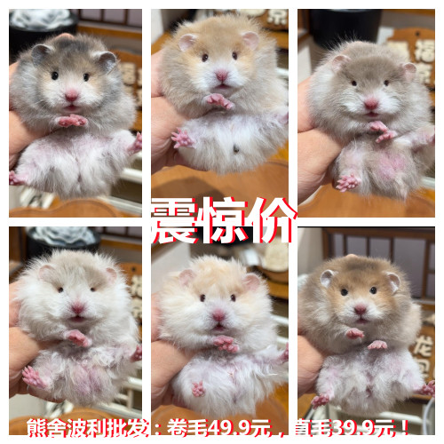 家养仓鼠卷毛金丝熊活物稀有眼线黄黑密波利蓝毛幼崽自家繁殖包活
